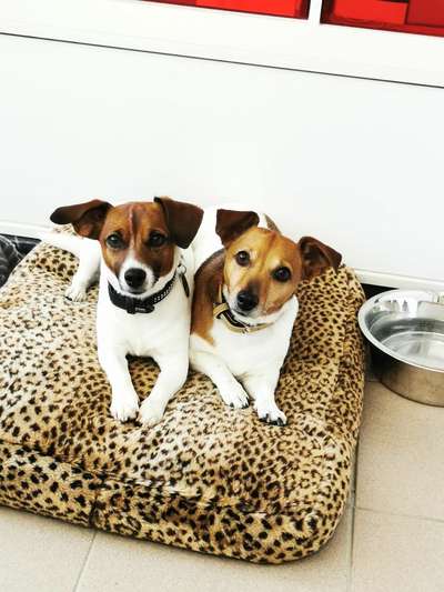 Wo sind die Jack und Parson Russell Terrier?-Beitrag-Bild