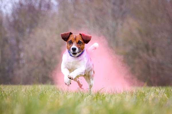 Wo sind die Jack und Parson Russell Terrier?-Beitrag-Bild