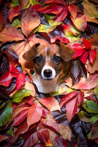 Wo sind die Jack und Parson Russell Terrier?-Beitrag-Bild