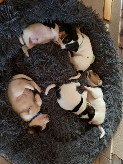 Wo sind die Jack und Parson Russell Terrier?-Beitrag-Bild