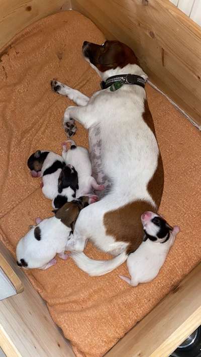 Wo sind die Jack und Parson Russell Terrier?-Beitrag-Bild