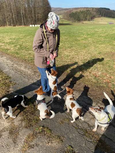 Wo sind die Jack und Parson Russell Terrier?-Beitrag-Bild