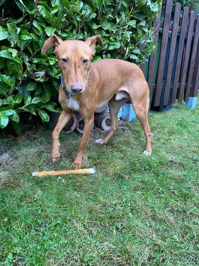 Podencomischling oder Podenco-Beitrag-Bild