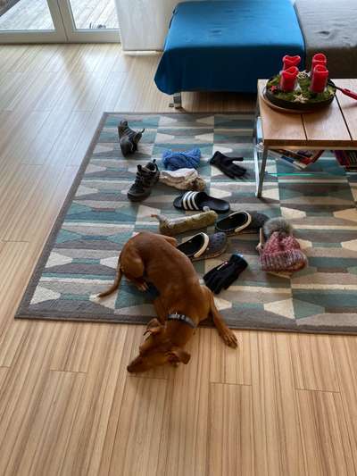 Hund sammelt Schuhe und Mützen in meiner Abwesenheit-Beitrag-Bild