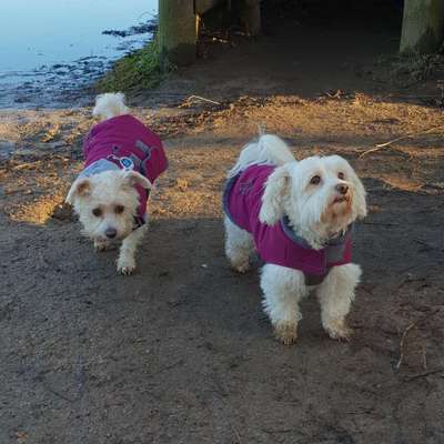 Hundetreffen-Gassirunde mit kleinen Hunden ohne Leine in den Moislinger Auen-Profilbild