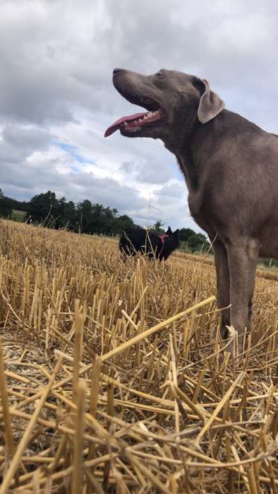 Hundetreffen-Gassirunden in Neumünster-Bild