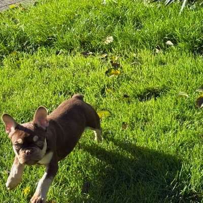 Hundetreffen-Welpentreffen in Frohenhausen-Bild