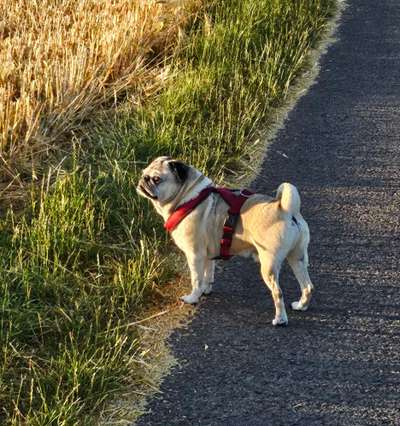 Hundetreffen-Einfach nur spazieren gehen und  glückliche Hunde haben-Bild