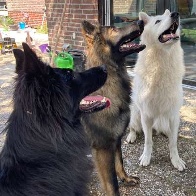 Hundetreffen-Faolan sucht Hundefreunde zum spielen und üben-Bild