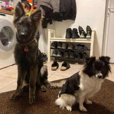 Hundetreffen-Hundefreunde für Renesme’e-Bild