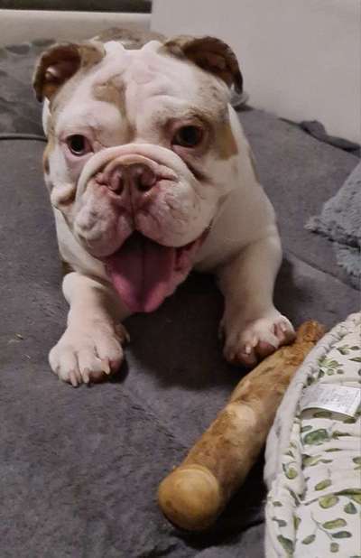 Olde English Bulldogge-Beitrag-Bild