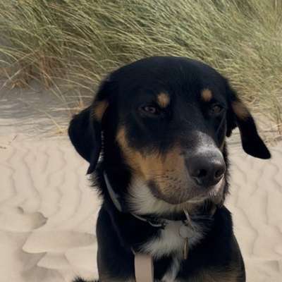 Hundetreffen-Gemeinsamer Spaziergang-Bild