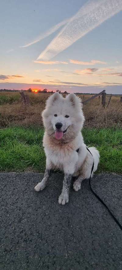 Samojede-Beitrag-Bild