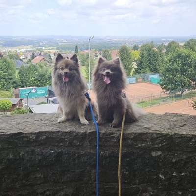 Hundetreffen-letzter Versuch WhatsApp-Gruppe Stadthagen-Bild