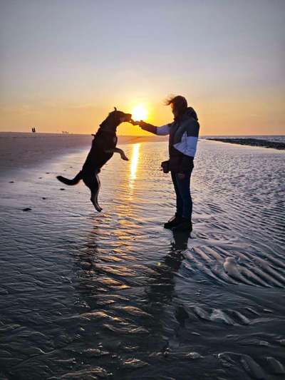 Dogorama Photo Challenge - Hunde in Action-Beitrag-Bild