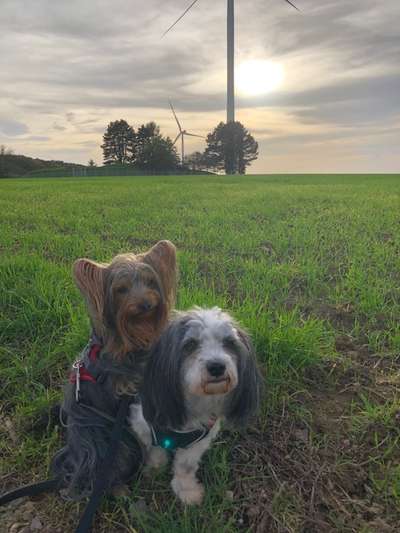 Dogorama Photo Challenge - Gassipause-Beitrag-Bild