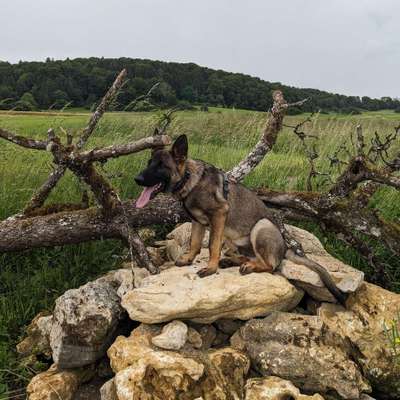 Hundetreffen-Spielen, Spazieren und Trainieren-Bild