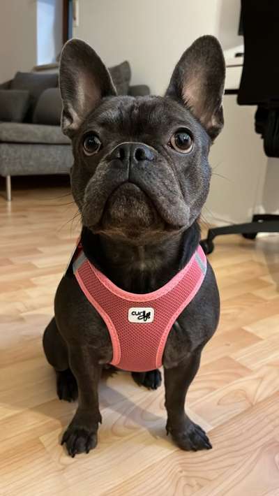 Brachycephale Hunderassen-Beitrag-Bild