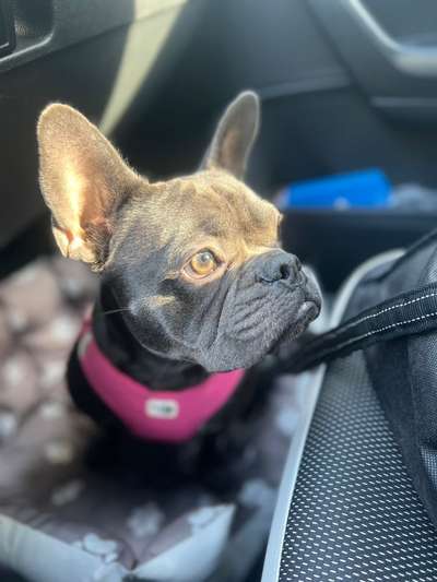 Brachycephale Hunderassen-Beitrag-Bild