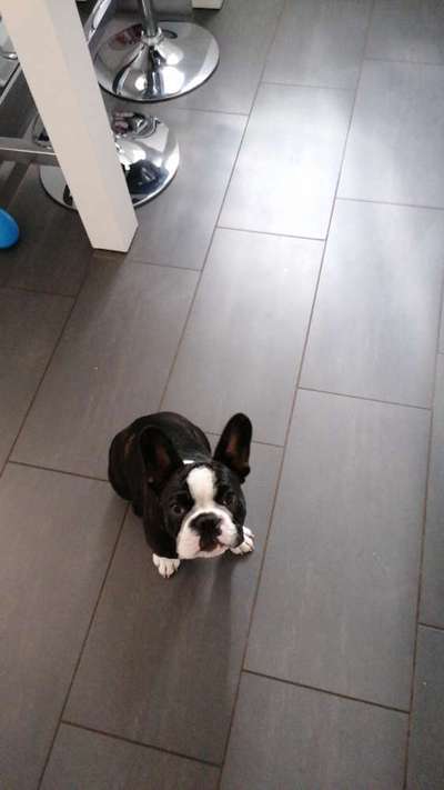 Französische Bulldoggen-Beitrag-Bild