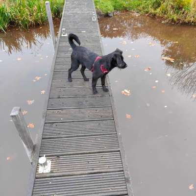 Hundetreffen-Junghundtreffen-Bild