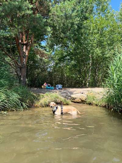 Hundetreffen-Spaziergang Südvorstadt, Fockeberg, See oder Clara-Park-Bild