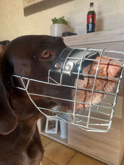 Wie sitzt mein Maulkorb / Maulkorb-Beratung-Beitrag-Bild