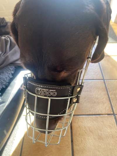 Wie sitzt mein Maulkorb / Maulkorb-Beratung-Beitrag-Bild