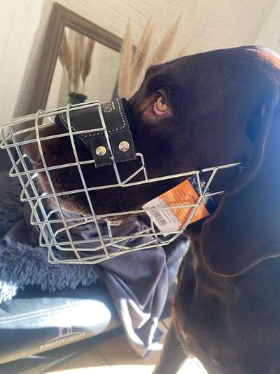 Wie sitzt mein Maulkorb / Maulkorb-Beratung-Beitrag-Bild