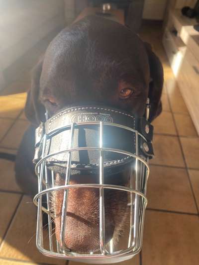 Wie sitzt mein Maulkorb / Maulkorb-Beratung-Beitrag-Bild