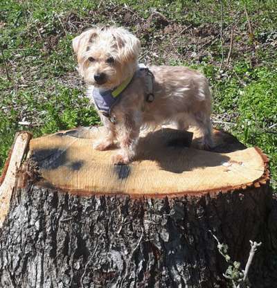 Die Dogorama Kalender Challenge 4/4-Beitrag-Bild