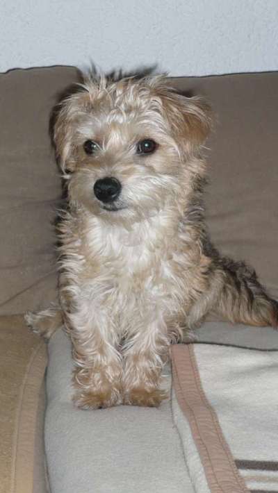 Welpen Bilder !-Beitrag-Bild