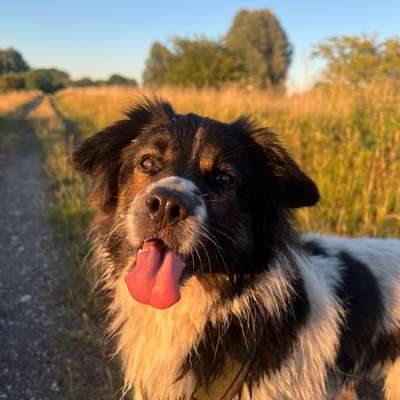 Hundetreffen-Mittagsrunde im Auslaufgebiet „Düppel“-Bild