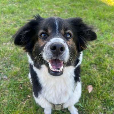 Hundetreffen-neue Hundefreundschaft nach Umzug von München-Bild