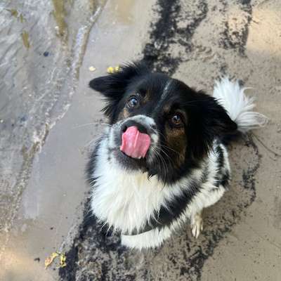 Hundetreffen-🐾 Gemeinsame Spaziergänge am Pohlesee-Bild