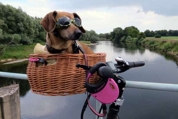 Hundetreffen-Wir starten in den  Frühling ohne STRESS-Bild