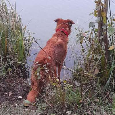 Hundetreffen-Gemeinsames Laufen mit Hund-Bild