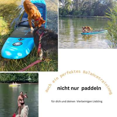 Hundetreffen-Spaß und gleichzeitig Balancetraining am Standup paddle-Bild