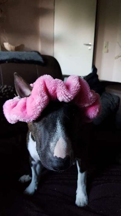Miniatur Bull Terrier-Beitrag-Bild