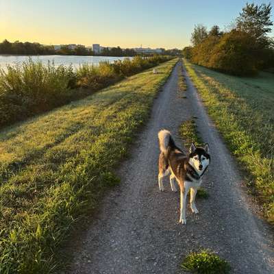 Hundetreffen-Gassi-Bild