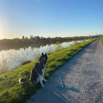 Hundetreffen-Gassi-Bild