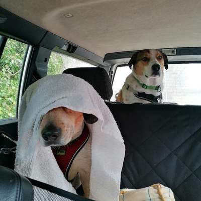 Hundetreffen-Neue Hundefreunde gesucht-Profilbild