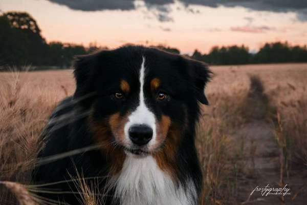 Dein Hund im Dogorama-Kalender 2021-Beitrag-Bild