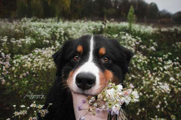Dein Hund im Dogorama-Kalender 2021-Beitrag-Bild