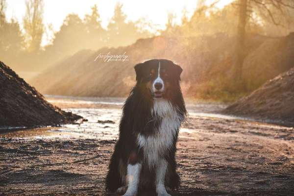Dein Hund im Dogorama-Kalender 2021-Beitrag-Bild