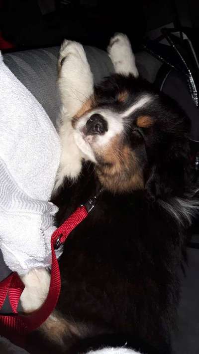 Welpen Bilder !-Beitrag-Bild