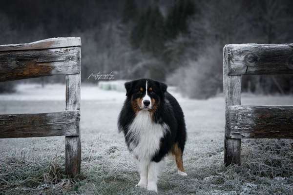 Dein Hund im Dogorama-Kalender 2021-Beitrag-Bild