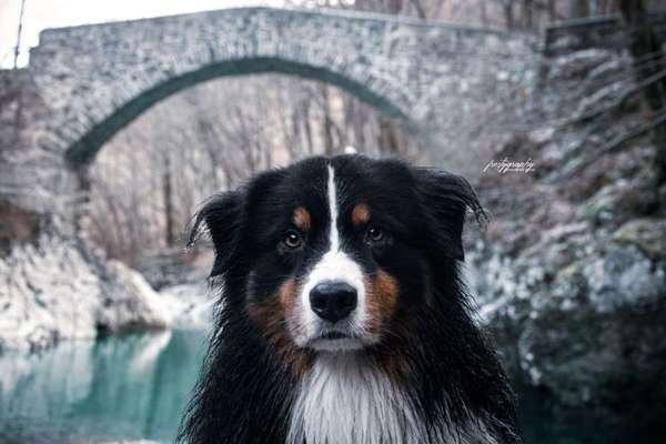 Dein Hund im Dogorama-Kalender 2021-Beitrag-Bild