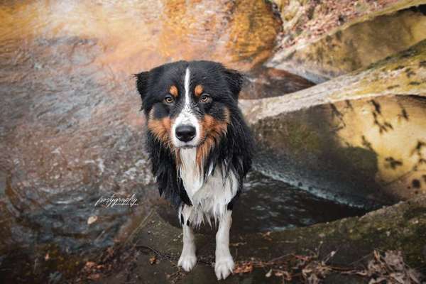 Dein Hund im Dogorama-Kalender 2021-Beitrag-Bild