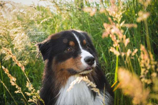Dein Hund im Dogorama-Kalender 2021-Beitrag-Bild